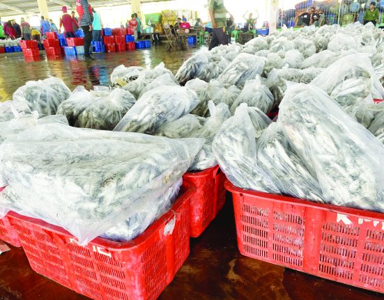 Ikan-ikan hasil tangkapan nelayan Pekalongan siap dipasarkan ke sejumlah wilayah di Jawa Tengah. Diketahui produksi ikan nelayan Pekalongan terkendala dengan infrastruktur.