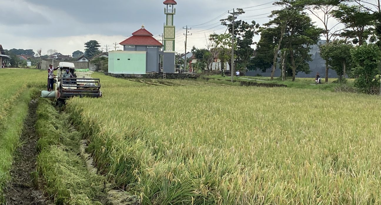 PETANI