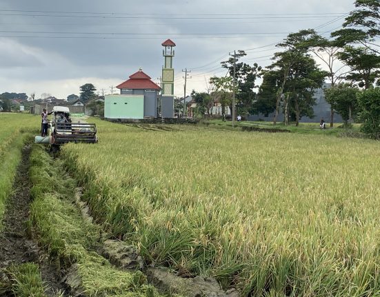 PETANI