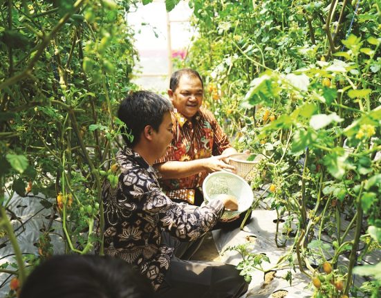 Bupati Semarang Ngesti Nugraha saat memanen buah tomat yang ditanam secara organik di Sekolah Tani Milenial yang ada di Desa Kopeng, Kecamatan Getasan, Kabupaten Semarang, beberapa waktu lalu. Ia berencana menjadikan pertanian organik jadi program prioritas. (Hesty Imaniar | Mantranwes.id)