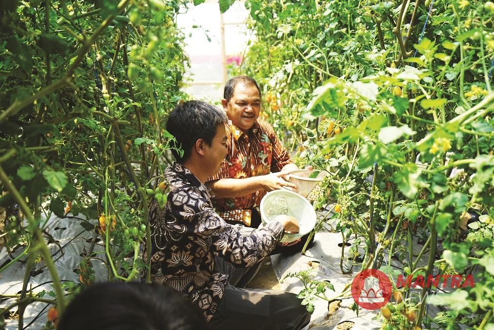 Bupati Semarang Ngesti Nugraha saat memanen buah tomat yang ditanam secara organik di Sekolah Tani Milenial yang ada di Desa Kopeng, Kecamatan Getasan, Kabupaten Semarang, beberapa waktu lalu. Ia berencana menjadikan pertanian organik jadi program prioritas. (Hesty Imaniar | Mantranwes.id)
