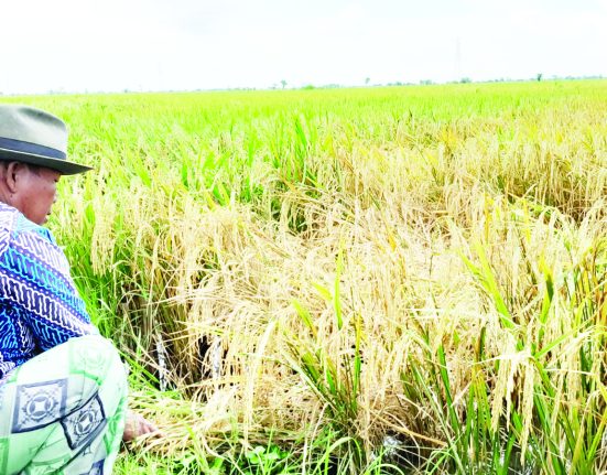 Seorang petani di Desa Wonoketingal, Kecamatan Karanganyar, Demak, Farodli menunjukkan padinya yang diserang wereng. (M. Burhanuddin | Mantranews.id)