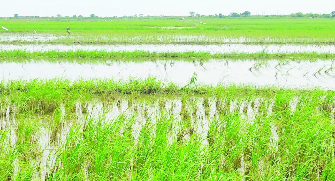 Nampak hektaran sawah warga di Kabupaten Kendal terendam banjir akibat limpasan air sungai, beberapa waktu lalu. (Arvian Maulana | Mantranews.id)