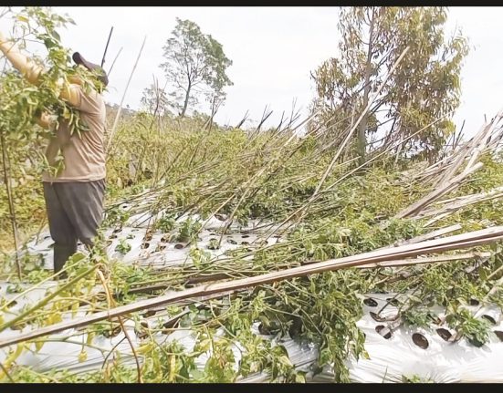 Seorang petani cabai di Dusun Geblog, Desa Sidomukti, Kecamatan Bandungan sedang berusaha menyelamatkan tanamannya yang ambruk usai diterjang cuaca ekstrem, Senin (10/2). (Hesty Imaniar | Mantranews.id)