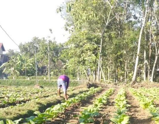 Petani Tembakau
