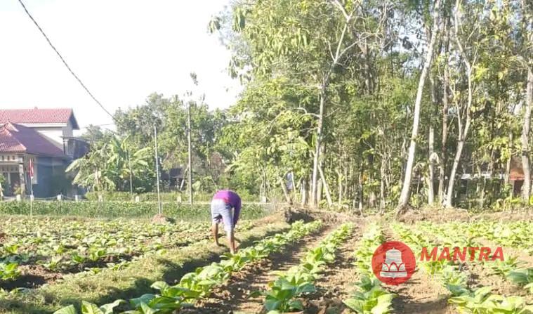 Petani Tembakau