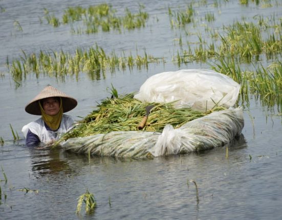 Sawah di Pati