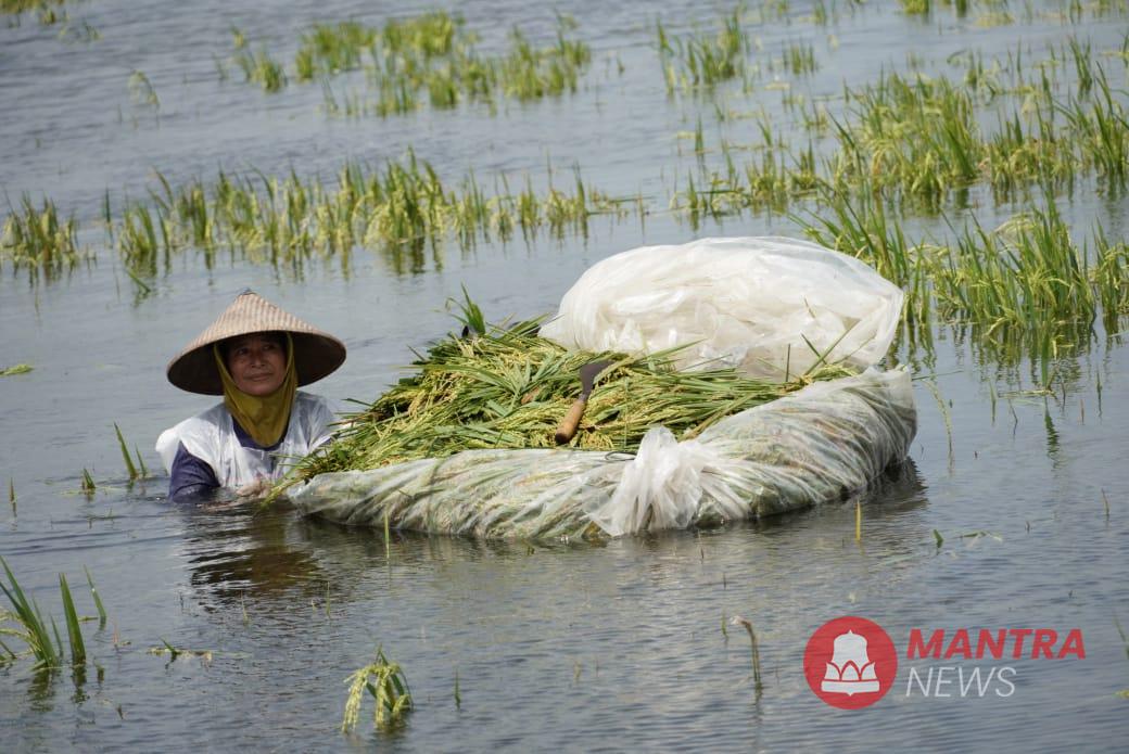 Sawah di Pati