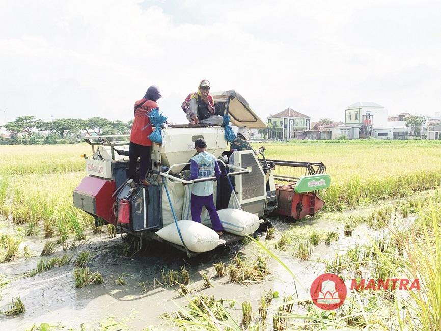 Sejumlah petani di Demak sedang memanen padinya yang akan diambil oleh Bulog dengan dihargai Rp 6.500 per kilogram. (M. Burhanuddin | Mantranews.id)