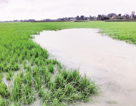 Nampak sejumlah bidang sawah di salah satu desa di Kecamatan Guntur, Kabupaten Demak terendam banjir, Sabtu (15/3). (M. Burhanuddin | Mantranews.id)