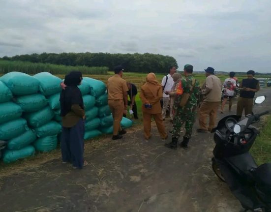 Beras di Kabupaten Pati