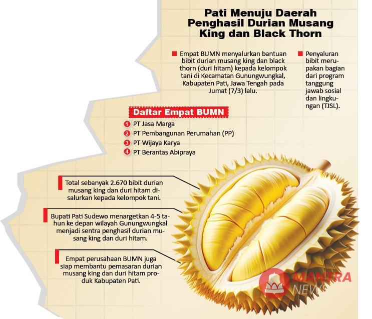Kabar Gembira! Kabupaten Pati Diproyeksi Jadi Daerah Penghasil Durian Musang King dan Black Thorn 2 INFO GRAFIS