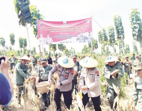 Proses panen raya jagung dilahan milik Perum Perhutani Kesatuan Pemangkuan Hutan (KPH) Purwodadi, Kabupaten Grobogan, Kamis (20/3). (Ahmad Abror | Mantranews.id)