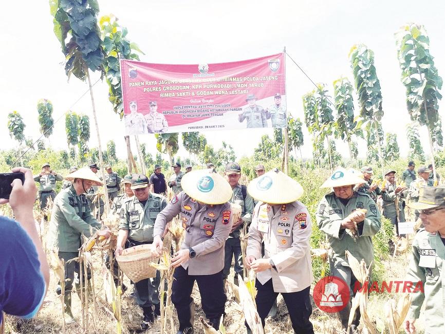 Proses panen raya jagung dilahan milik Perum Perhutani Kesatuan Pemangkuan Hutan (KPH) Purwodadi, Kabupaten Grobogan, Kamis (20/3). (Ahmad Abror | Mantranews.id)