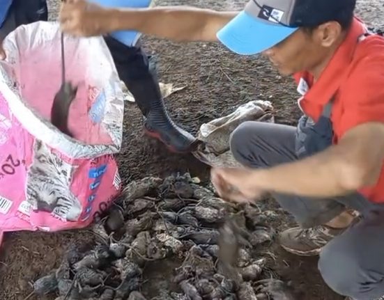 Seorang petani mengumpulkan hama tikus yang menyerang lahan sawahnya di Kecamatan Banyubiru, Kabupaten Semarang. (Hesty Imaniar | Mantranews.id)