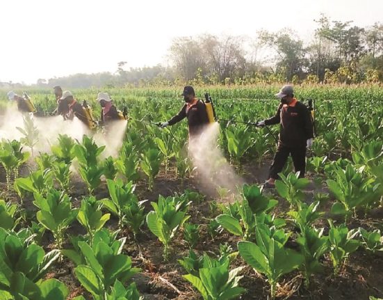 Buruh petani di wilayah Kabupaten Blora sedang menyemprotkan pestisida di areal lahan tembakau. (Dok. DP4 Blora for Mantranews.id)