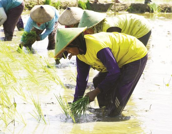Sejumlah petani di Kabupaten Blora saat melaksanakan Gerakan Menanam Padi Serentak di areal sawah Balai Benih DP4, Desa Sendangharjo, Kecamatan Blora. (Dok. Pemkab Blora | Mantranews.id)