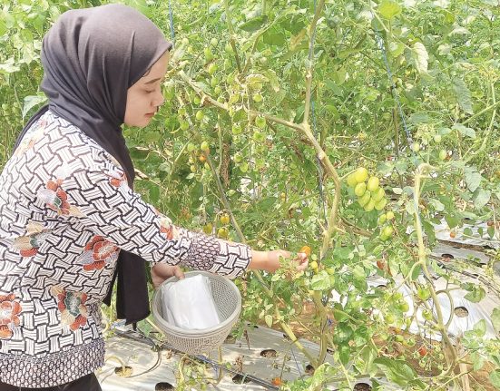 Seorang pengunjung di Sekolah Tani Milenial Pusat Pelatihan Pertanian dan Perdesaan Swadaya (P4S) Citra Muda Kabupaten Semarang sedang memetik tomat ceri. (HESTY IMANIAR | Mantranews.id)