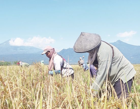 Sejumlah petani bersiap memanen padi di lahan sawah wilayah Desa Candirejo, Kecamatan Tuntang, Kabupaten Semarang, beberapa waktu lalu. (Hesty Imaniar | Mantranews.id)