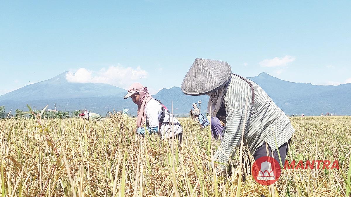 Sejumlah petani bersiap memanen padi di lahan sawah wilayah Desa Candirejo, Kecamatan Tuntang, Kabupaten Semarang, beberapa waktu lalu. (Hesty Imaniar | Mantranews.id)