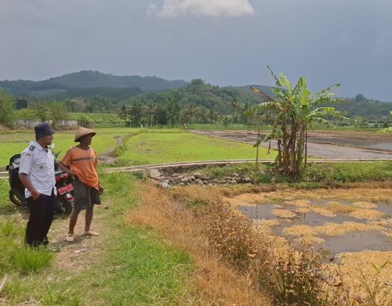 Kepala Desa (Kades) Pabelan, Kecamatan Pabelan Abdul Aziz (kiri) bersama petani menengok lahan yang terdampak hama tikus. (Hesty Imaniar | Mantranews.id)