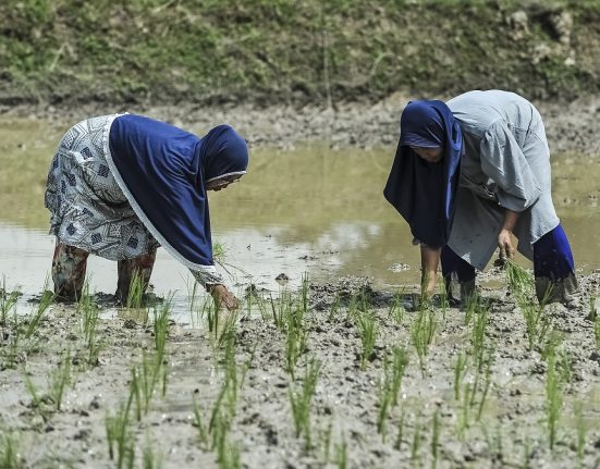 Sejumlah petani menanam padi, beberapa waktu lalu. (Anta | Mantranews.id)