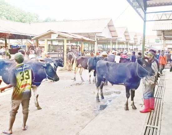 Suasana Pasar Hewan Ambarawa Kabupaten Semarang yang mulai dipadati penjual ternak kurban. (Hesty Imaniar | Mantranews.id)