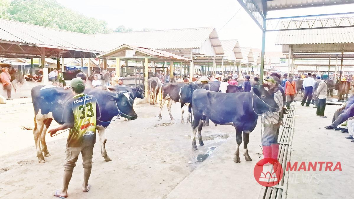 Suasana Pasar Hewan Ambarawa Kabupaten Semarang yang mulai dipadati penjual ternak kurban. (Hesty Imaniar | Mantranews.id)