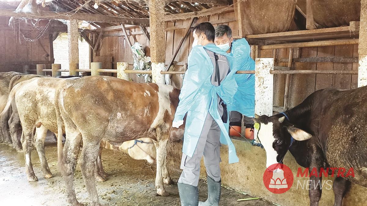 Sejumlah petugas DPP Kabupaten Kendal sedang memeriksa kondisi hewan ternak di Kabupaten Kendal, beberapa waktu lalu. (Arvian Maulana | Mantranews.id)