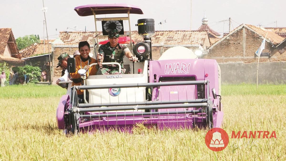 Pangdam IV/Diponegoro Mayjen TNI Deddy Suryadi didampingi jajaran Forkopimda dan kelompok tani saat memanen padi Biosalin di lahan eks rob Kelurahan Degayu, Kota Pekalongan, Rabu (14/5/2025). (Fahri Akbar | Mantranews.id)