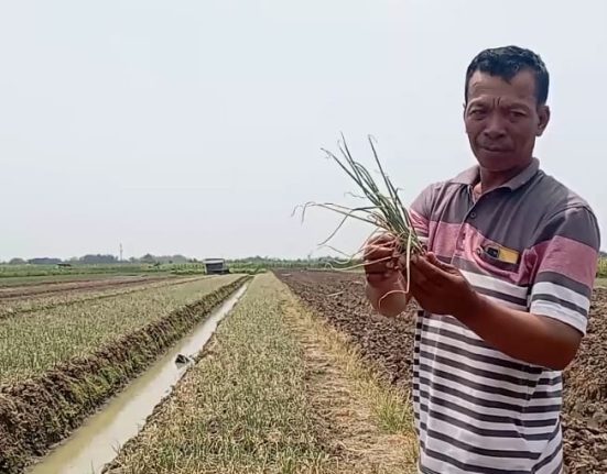 Petani Bawang Merah