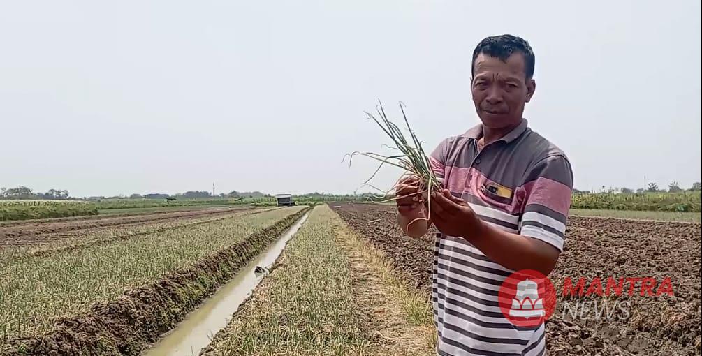 Petani Bawang Merah