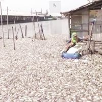 Seorang pemilik tambak ikan di  pinggir jalan pantura Demak-Semarang, Kecamatan Sayung, Kabupaten Demak hendak memunguti ikan-ikannya yang mati. (M. Burhan | Mantranews.id)