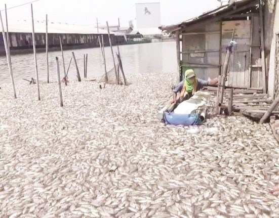 Seorang pemilik tambak ikan di  pinggir jalan pantura Demak-Semarang, Kecamatan Sayung, Kabupaten Demak hendak memunguti ikan-ikannya yang mati. (M. Burhan | Mantranews.id)