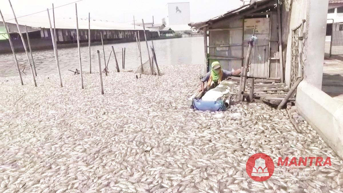Seorang pemilik tambak ikan di  pinggir jalan pantura Demak-Semarang, Kecamatan Sayung, Kabupaten Demak hendak memunguti ikan-ikannya yang mati. (M. Burhan | Mantranews.id)