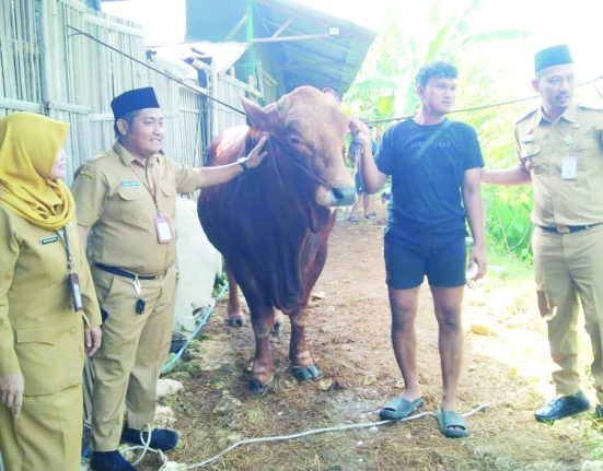 Sapi jantan jenis limusin crossing brahmana milik Presiden Prabowo untuk warga Kabupaten Demak. (M. Burhan A | Mantranews.id)