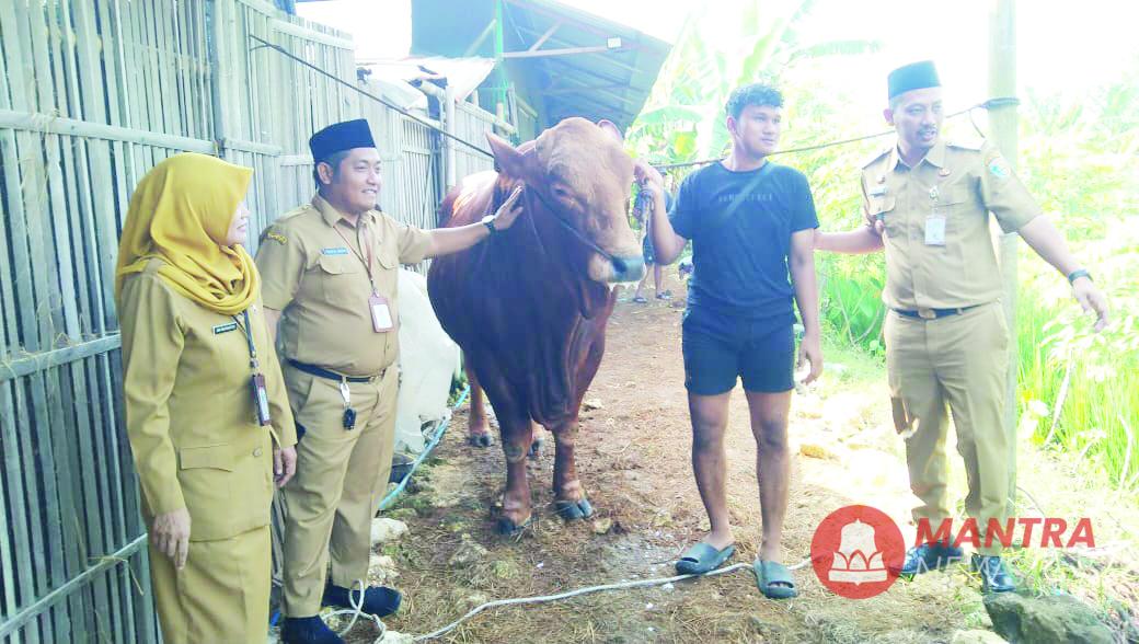 Sapi jantan jenis limusin crossing brahmana milik Presiden Prabowo untuk warga Kabupaten Demak. (M. Burhan A | Mantranews.id)