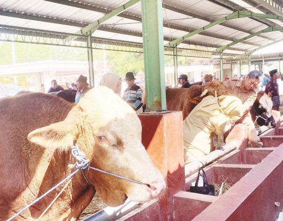 Hewan kurban sapi di Pasar Gulang, Kabupaten Kudus nampak sehat dan siap dikurbankan. (Fahtur Rohman | Mantranews.id)