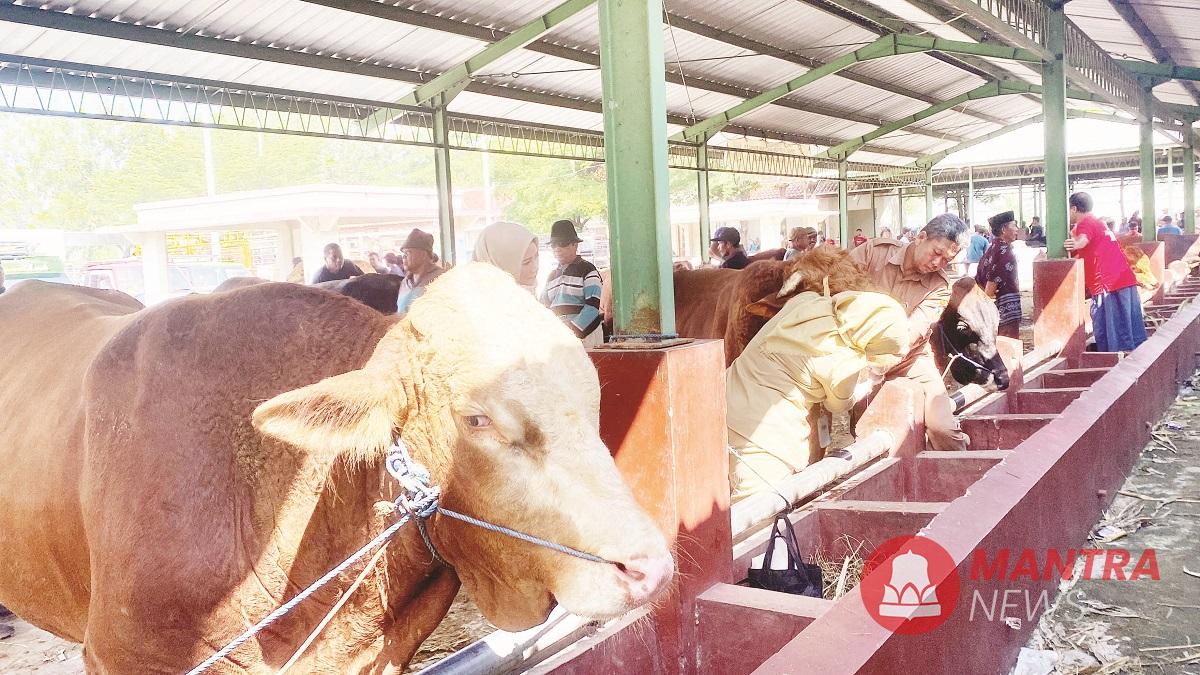 Hewan kurban sapi di Pasar Gulang, Kabupaten Kudus nampak sehat dan siap dikurbankan. (Fahtur Rohman | Mantranews.id)