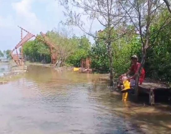 Mina Mangrove