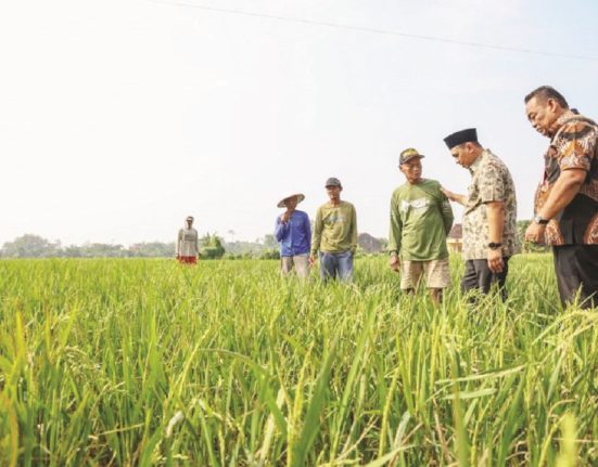 Wakil Gubernur Jateng Taj Yasin (berpeci) didampingi Bupati Grobogan Setyo Hadi (paling kanan) menyapa petani usai menyerahkan bantuan benih padi di Desa Sukorejo, Kecamatan Tegowanu, Kabupaten Grobogan, Jawa Tengah, Kamis (3/7/2025). (Lingkar Media Group Network)