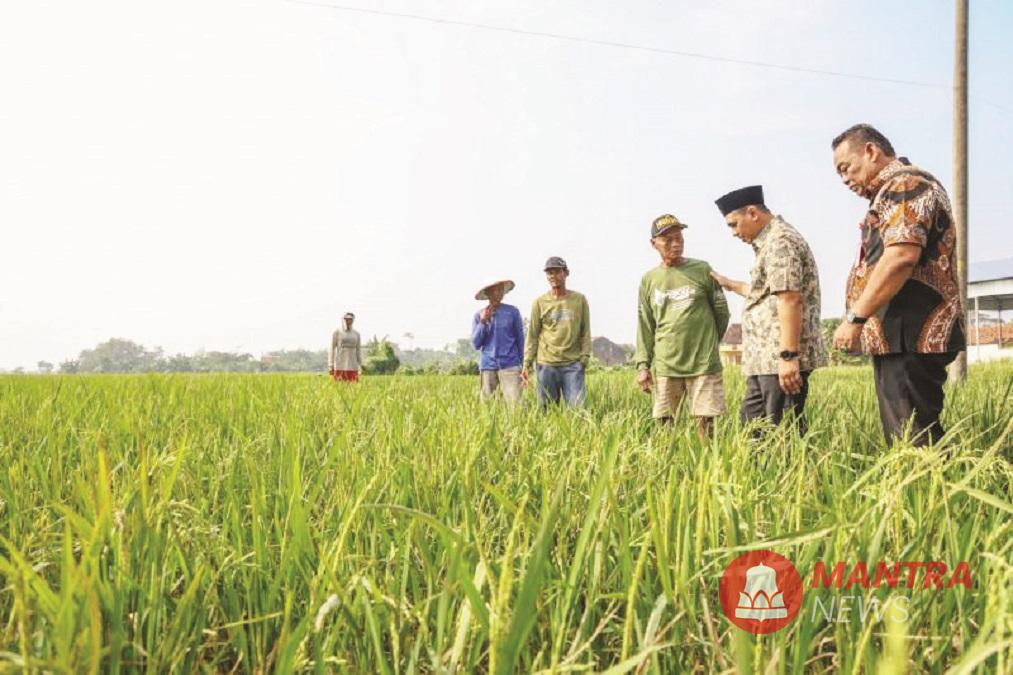 Wakil Gubernur Jateng Taj Yasin (berpeci) didampingi Bupati Grobogan Setyo Hadi (paling kanan) menyapa petani usai menyerahkan bantuan benih padi di Desa Sukorejo, Kecamatan Tegowanu, Kabupaten Grobogan, Jawa Tengah, Kamis (3/7/2025). (Lingkar Media Group Network)