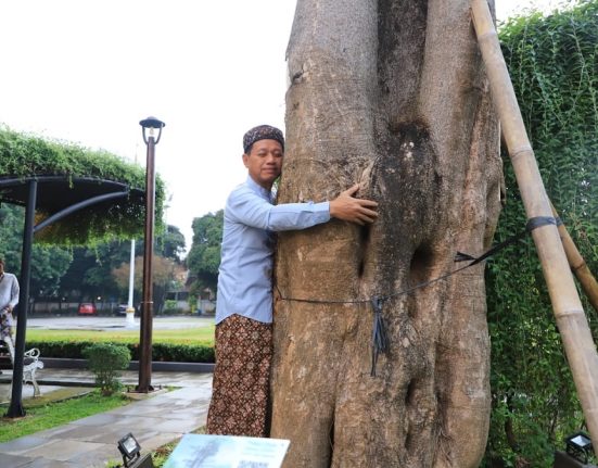 Bupati Kudus Sam’ani Intakoris memeluk pohon Pule di halaman depan Pendopo Kabupaten Kudus, Jawa Tengah. (Lingkar Media Group Network)