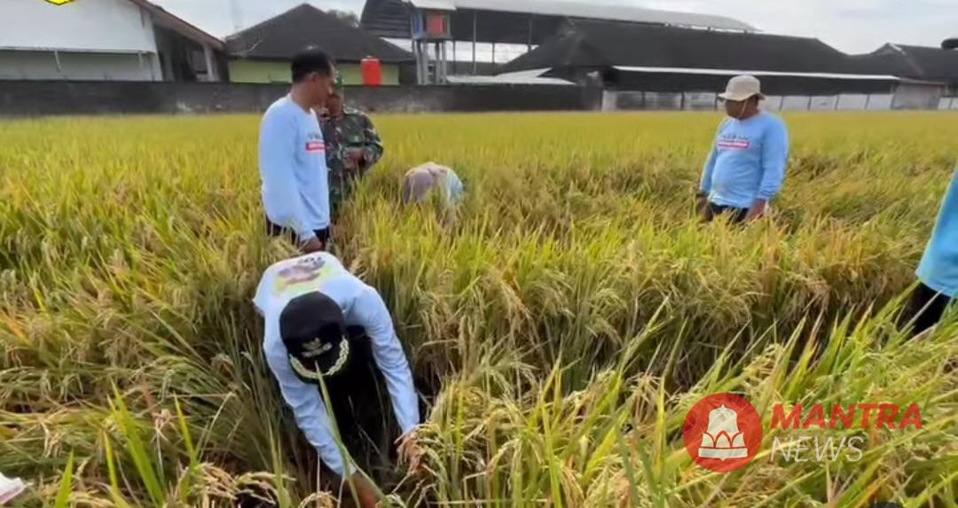 Petani