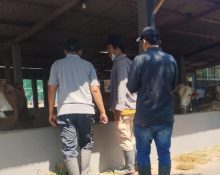 Dispertan Pati