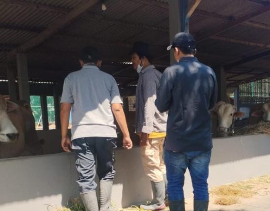 Dispertan Pati