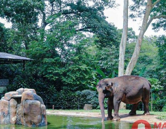Pengelolaan Bandung Zoo Bermasalah, Keberlangsungan Satwa Jadi Taruhan 3 Bandung Zoo