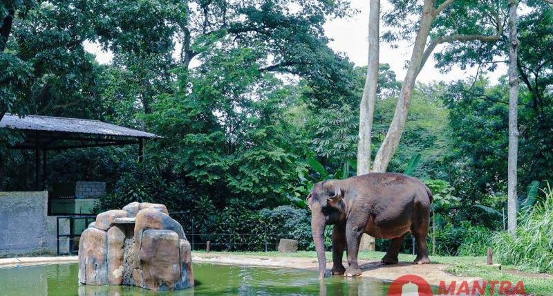 Pengelolaan Bandung Zoo Bermasalah, Keberlangsungan Satwa Jadi Taruhan 1 Bandung Zoo