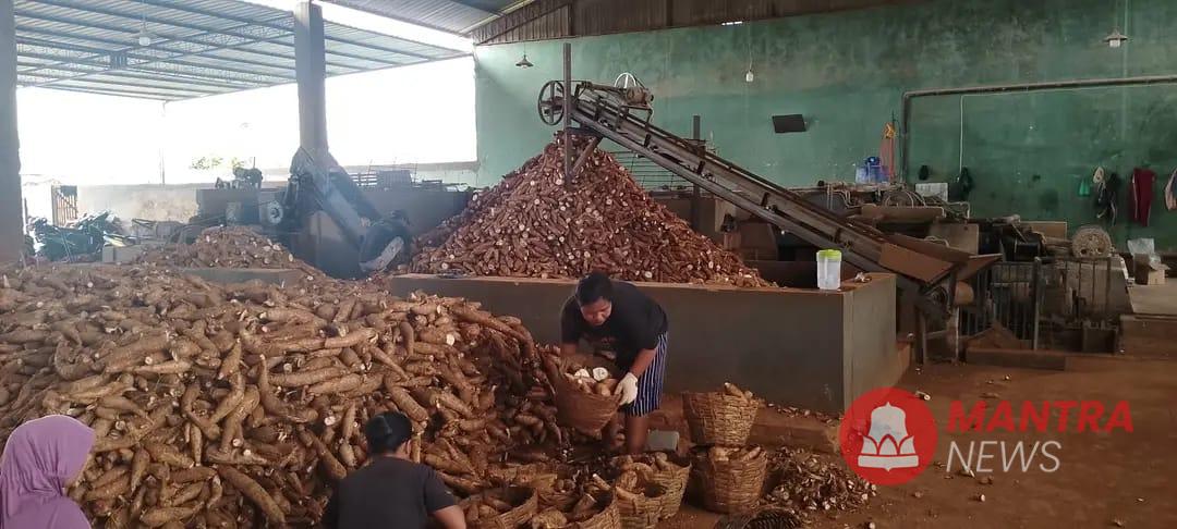 harga singkong anjlok